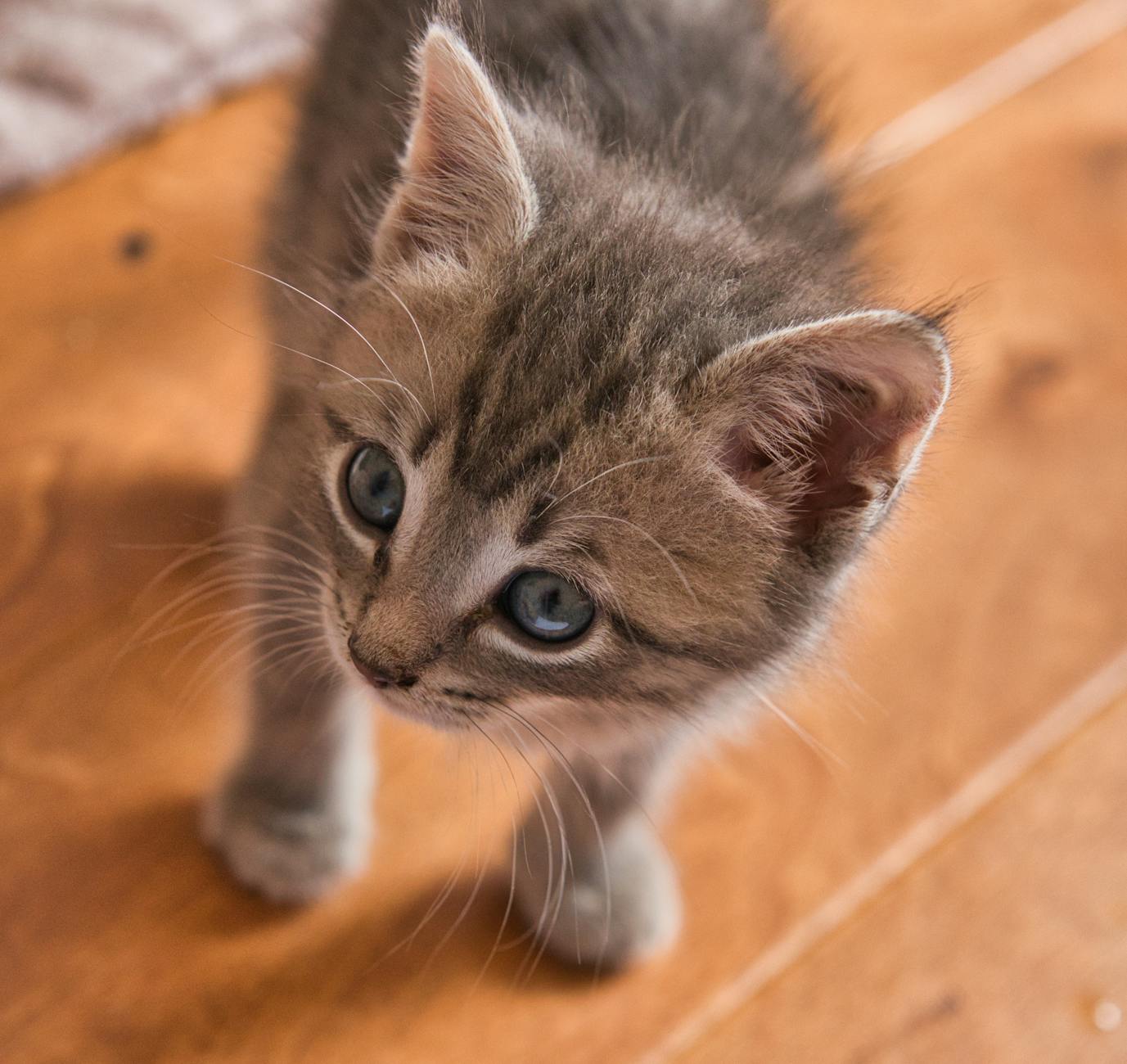 little cat on a wooden parquet