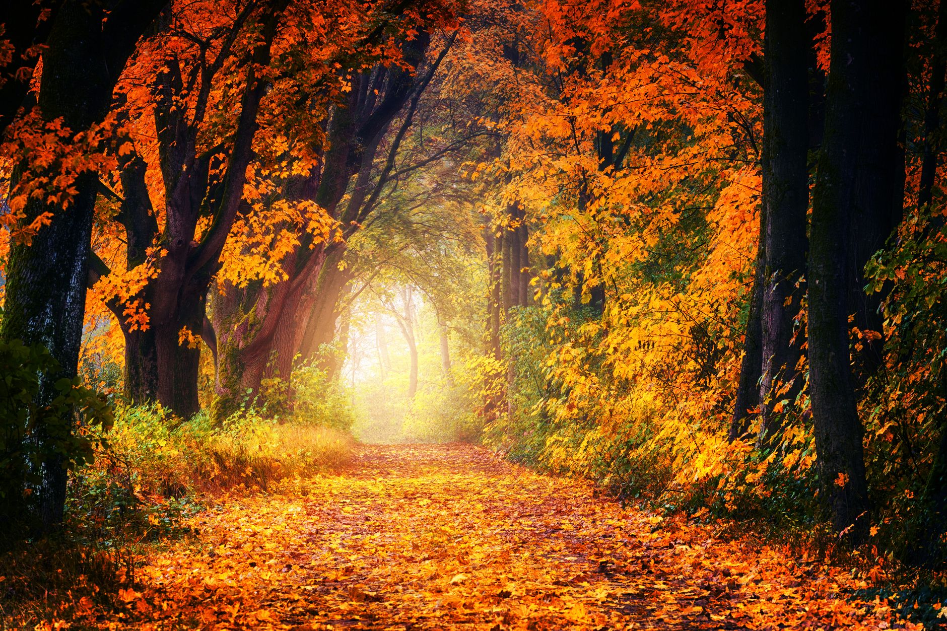 Fall 2026 News Letter